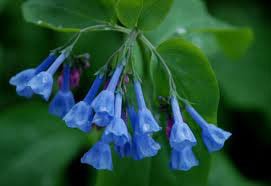 bluebells native virginia perennial garden flowers coming pictured grow gorgeous above easy
